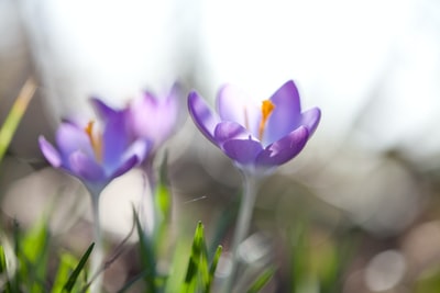 特写摄影的紫色花瓣的花
